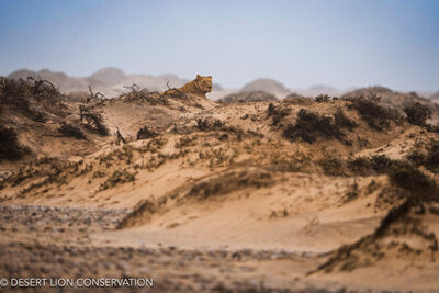 Lone lioness caught an adult female Cape fur seal and dragged it for 1.2km to the safety & wind protection of the hummocks Desert Lion Conservation 2024 - Lion of the Skeleton Coast