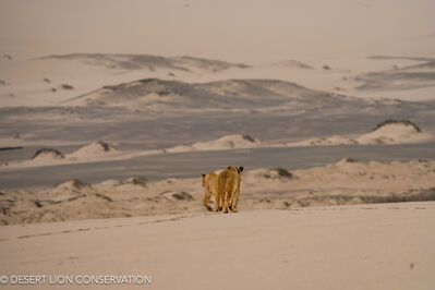 Lionesses frequenting the lower part of the Hoaruseb River. Desert Lion Conservation 2024 - Lion of the Skeleton Coast