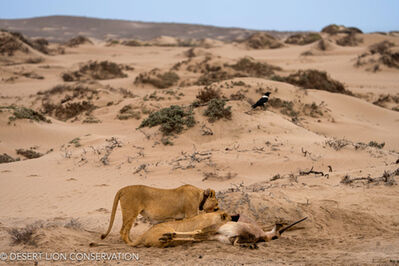 Lionesses feeding on the gemsbok carcass next to the road at Klein Oasis spring at Shipwreck Lodge