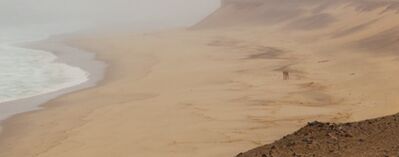 Lions of the Skeleton Coast