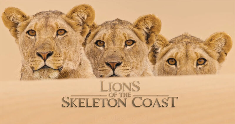 Lions of the Skeleton Coast