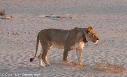 support a lion with collar