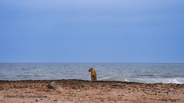 November 2024 – The first day that the first lioness of the new generation of Maritime lions spends the whole day on the beach.