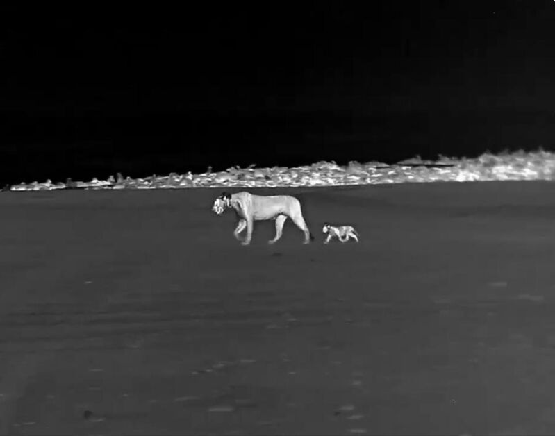 Lionesses Xpl-108 leads her male cub to the Koigab seal colony. desert lion conservation - 2025
