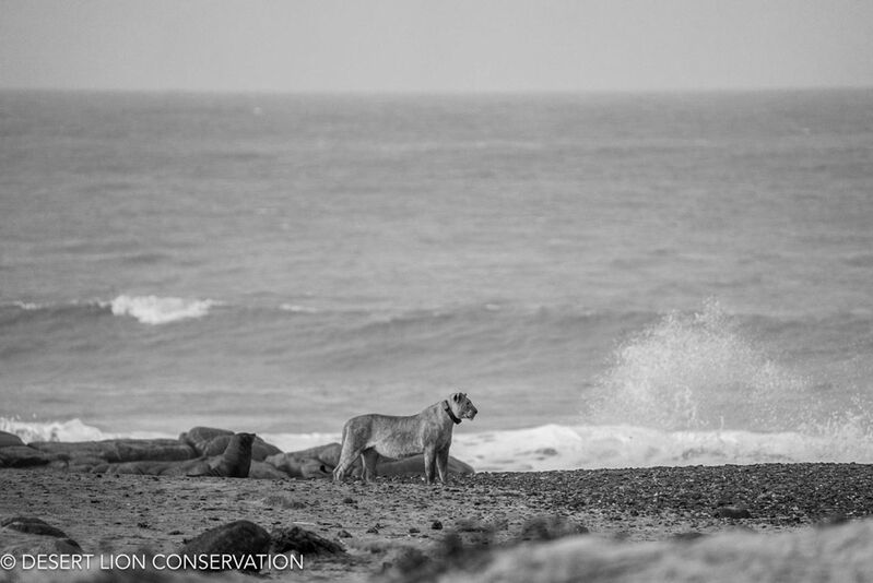 Xpl-151 moves along the beach south of the Hoanib River. desert lion conservation - 2025