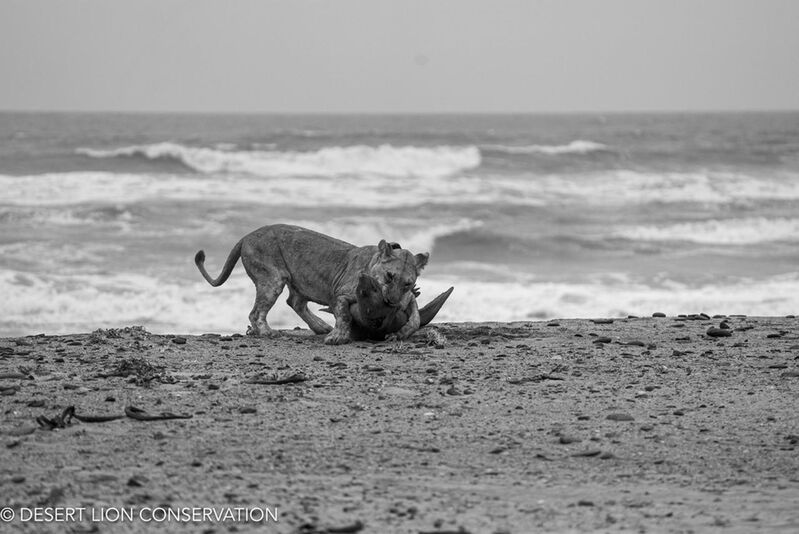 Xpl-109 captures large Cape fur seal. desert lion conservation - 2025