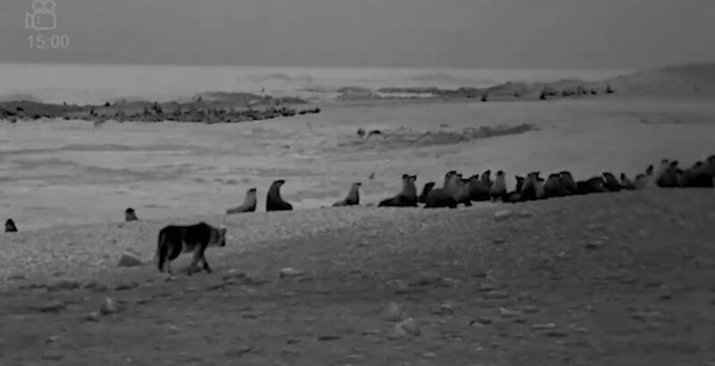 Xpl-151 discovers the Mowe Bay seal colony on 30 March 2025 desert lion conservation - 2025