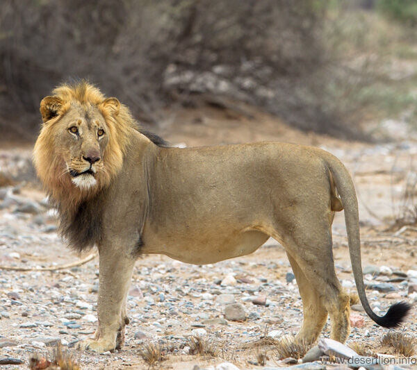 Barab River Male