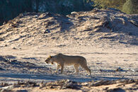 female lion hunt