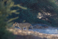 female lion hunt