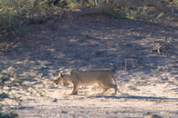 female lion hunt