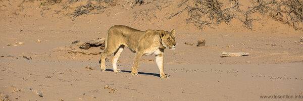 Hoanib female Lion