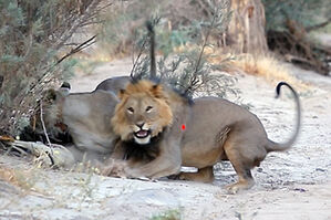 Ugab male Lion darted