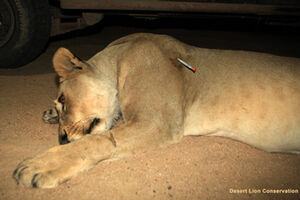 Ugab female Lion darted