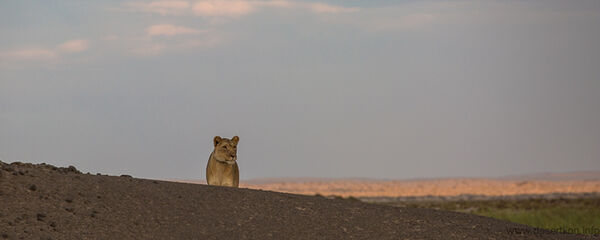 Lion at the see 