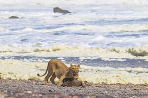 Desert Lion at the beach