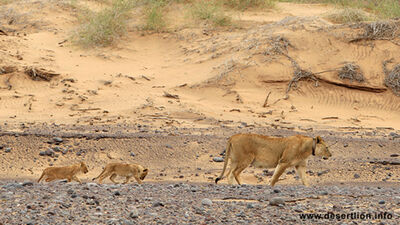 Lion and cubs