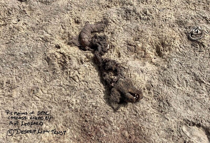 Remains of juvenile Cape fur seal killed by a leopard