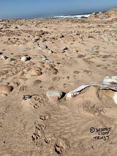 Spoor of lions hunting along the coastline