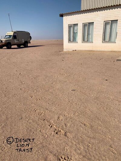 Spoor of lions hunting along the coastline