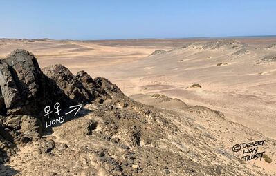 Two lionesses lying at a seal carcass that they dragged 600m inland