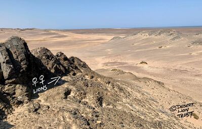 Two lionesses lying at a seal carcass that they dragged 600m inland