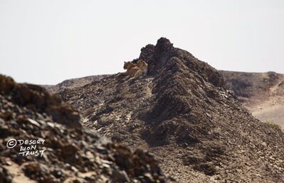 Two lionesses lying at a seal carcass that they dragged 600m inland