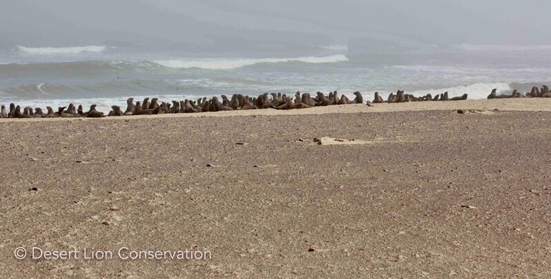 Cape fur seals at Koigab colony