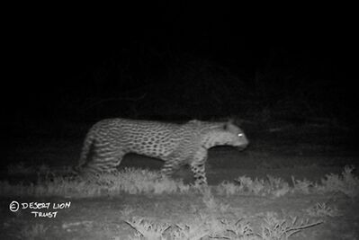 Camera-trap images of leopard