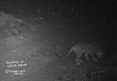 Camera-trap images of leopard
