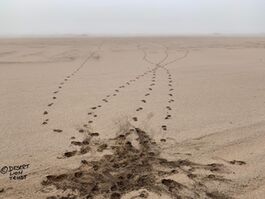 Brown Hyaena tracks