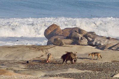 Brown Hyaena at the skeleon coast