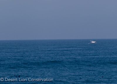 Humback whale breaching along the Skeleton Coast