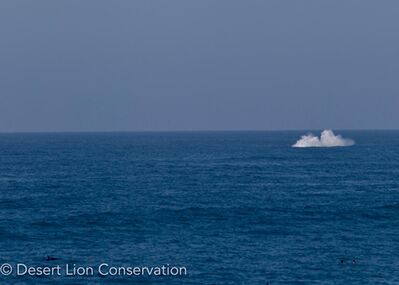 Humback whale breaching along the Skeleton Coast