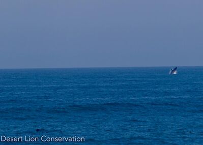 Humback whale breaching along the Skeleton Coast