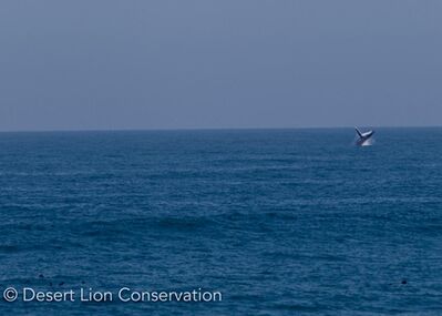 Humback whale breaching along the Skeleton Coast