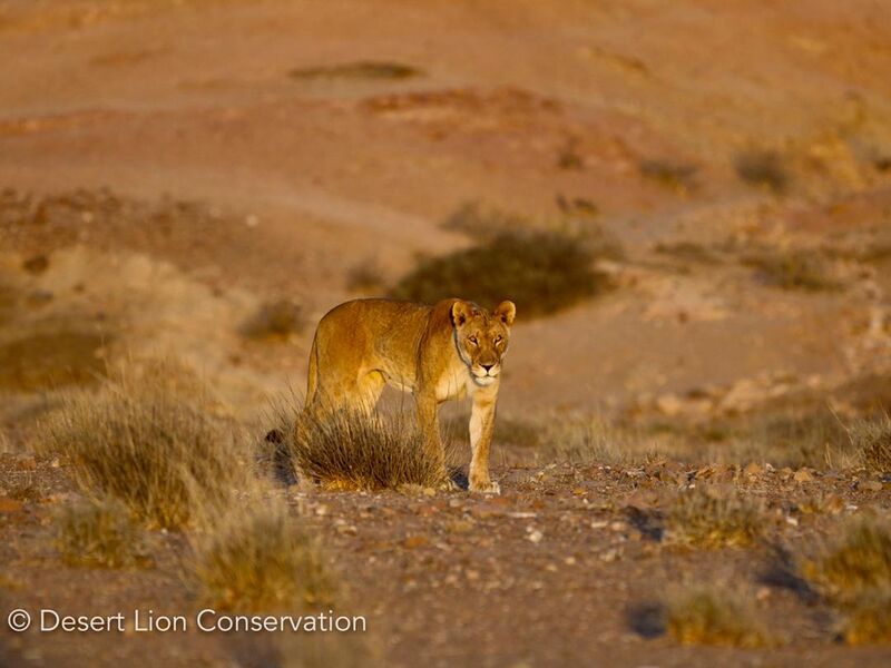 Fifteen-year old lioness