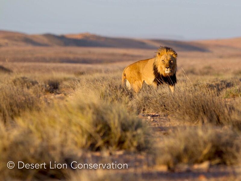 Adult male lion resting in a drainage line during thew day