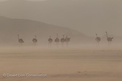 A flock of ostriches bracing gusts of wind during a early-morning sandstorm