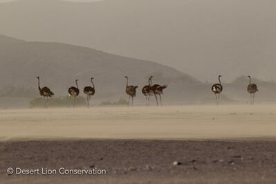 A flock of ostriches bracing gusts of wind during a early-morning sandstorm