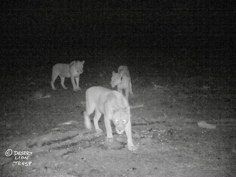 Three pride lionesses aged 15, 10 and 8 years respectively