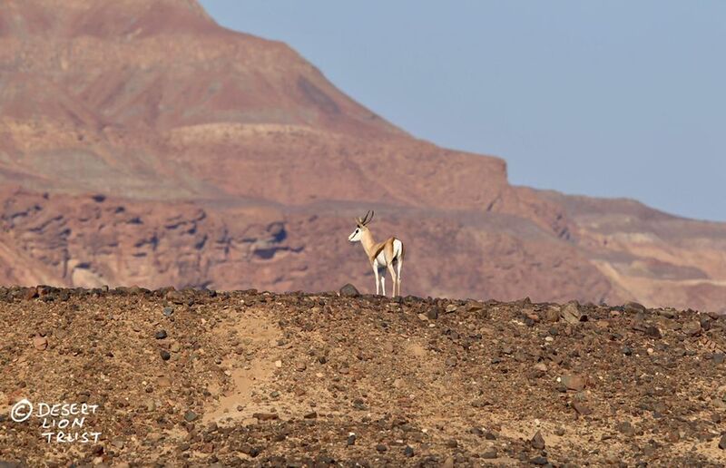 A lone springbok