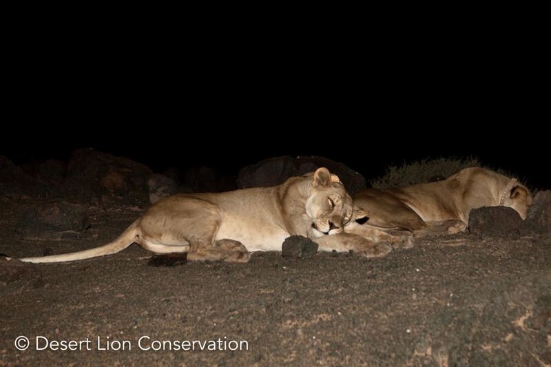 Two lionesses immobilised to fit satellite collars