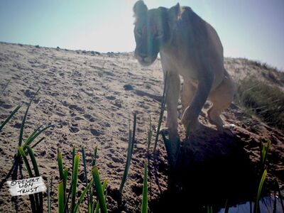 A lioness captured on a camera-trap at a fresh-water spring near the ocean