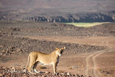Lone female lion moving along the Huab Valley