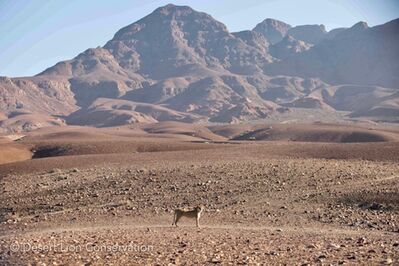 Lone female lion moving along the Huab Valley