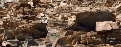 Adult male and female in rocky habitat