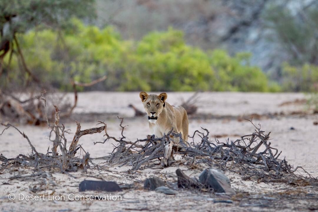 Lioness with Early-warning radio collar