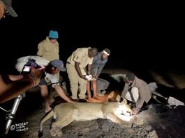 collecting biological data from immobilised lioness