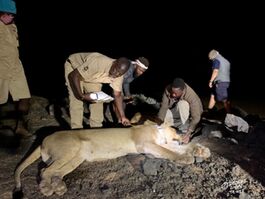collecting biological data from immobilised lioness